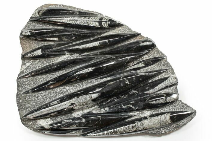 Polished Fossil Orthoceras (Cephalopod) Plate - Morocco #352298